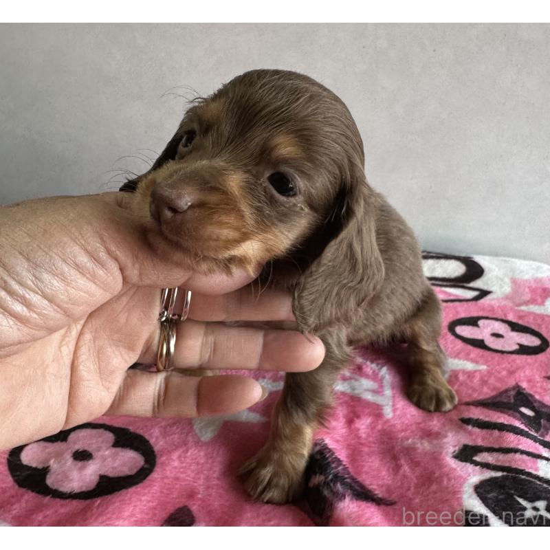 販売中の宮崎県のミニチュアダックスフンド(ロングヘアード)-454977の9枚目