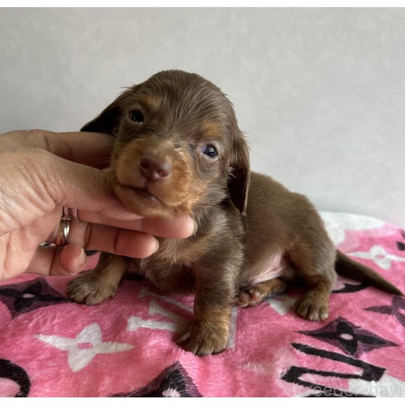 販売中の宮崎県のミニチュアダックスフンド(ロングヘアード)-454977の8枚目