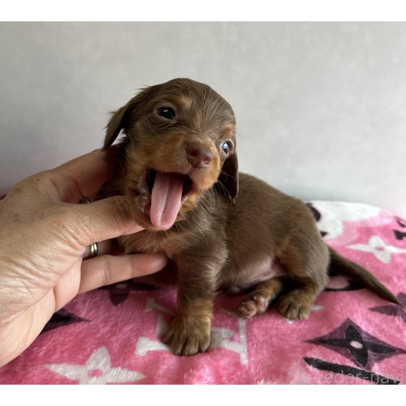 販売中の宮崎県のミニチュアダックスフンド(ロングヘアード)-454977の7枚目