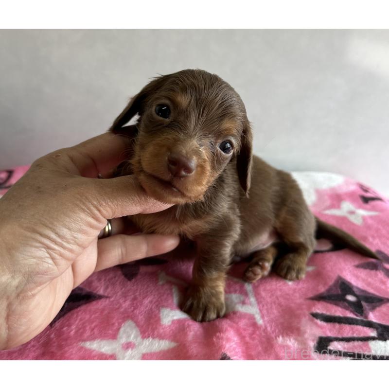 販売中の宮崎県のミニチュアダックスフンド(ロングヘアード)-454977の6枚目