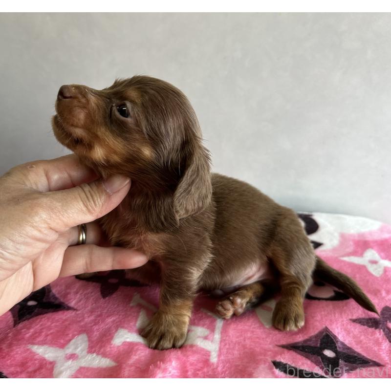 販売中の宮崎県のミニチュアダックスフンド(ロングヘアード)-454977の5枚目