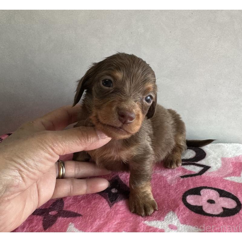 販売中の宮崎県のミニチュアダックスフンド(ロングヘアード)-454977の4枚目