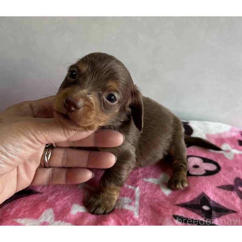 販売中の宮崎県のミニチュアダックスフンド(ロングヘアード)-454977の3枚目