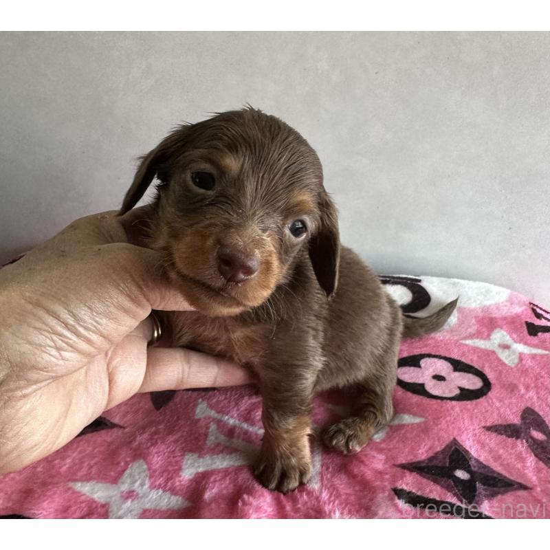 販売中の宮崎県のミニチュアダックスフンド(ロングヘアード)-454977の2枚目