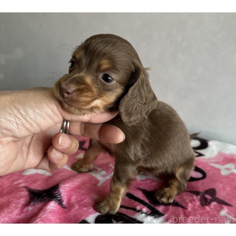 販売中の宮崎県のミニチュアダックスフンド(ロングヘアード)-454978の8枚目