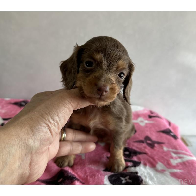 販売中の宮崎県のミニチュアダックスフンド(ロングヘアード)-454978の7枚目