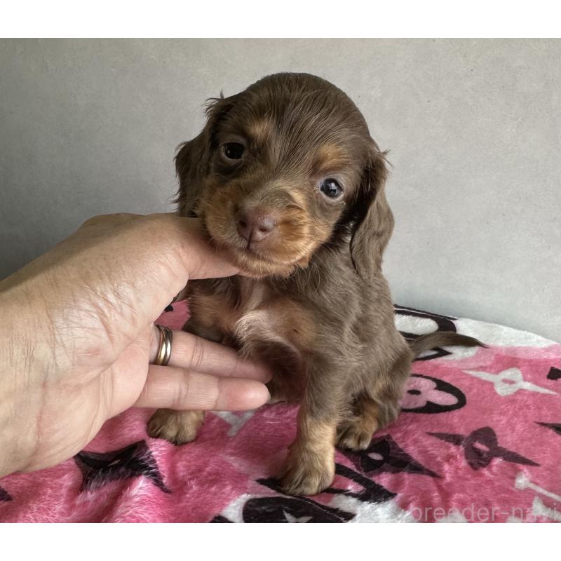 販売中の宮崎県のミニチュアダックスフンド(ロングヘアード)-454978の6枚目