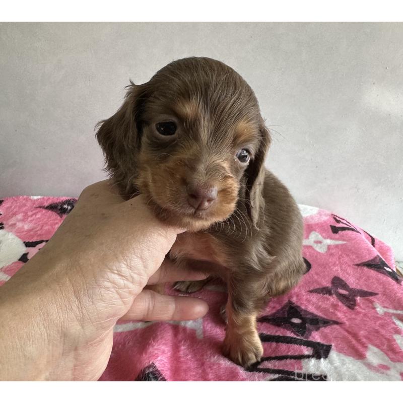 販売中の宮崎県のミニチュアダックスフンド(ロングヘアード)-454978の5枚目