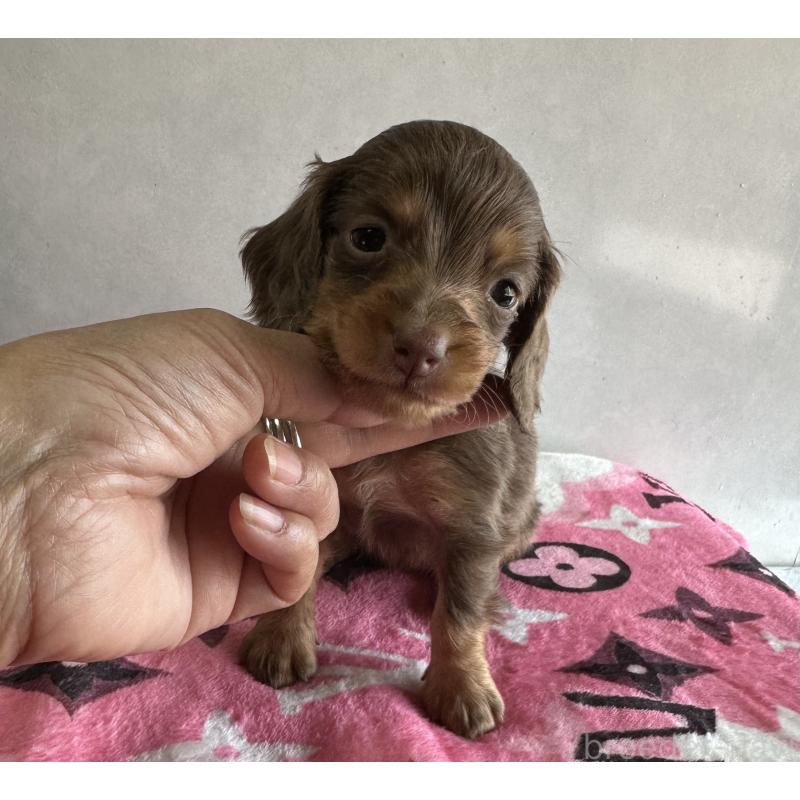 販売中の宮崎県のミニチュアダックスフンド(ロングヘアード)-454978の4枚目