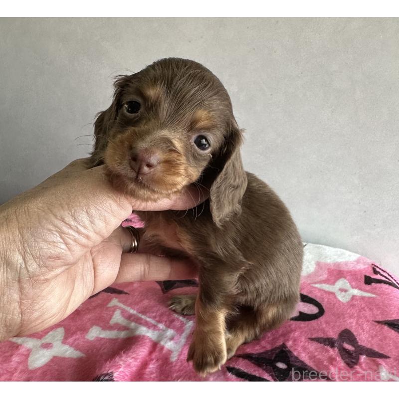 販売中の宮崎県のミニチュアダックスフンド(ロングヘアード)-454978の3枚目