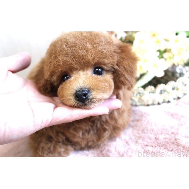 販売中の茨城県のタイニープードル-454980の5枚目