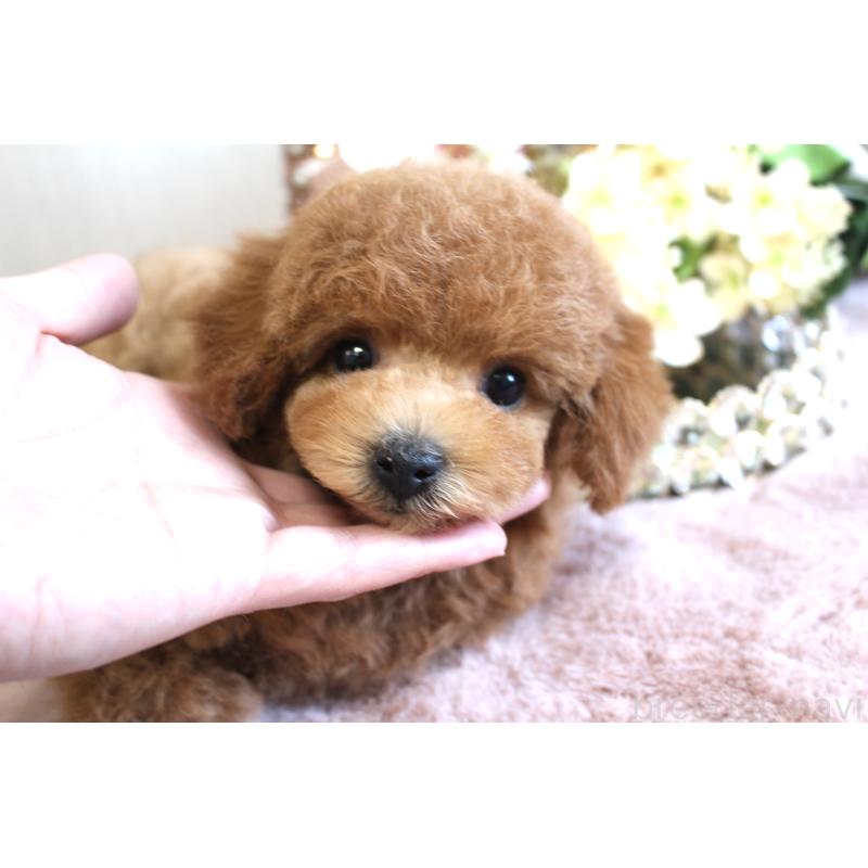 販売中の茨城県のタイニープードル-454980の4枚目