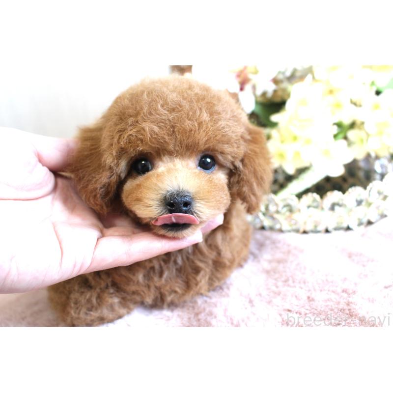 販売中の茨城県のタイニープードル-454980の3枚目