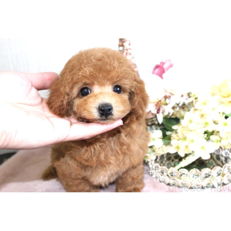 販売中の茨城県のタイニープードル-454980の2枚目