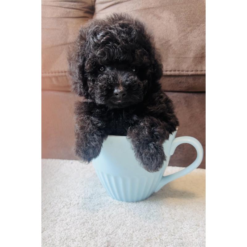 販売中の福岡県のタイニープードル-454984の7枚目