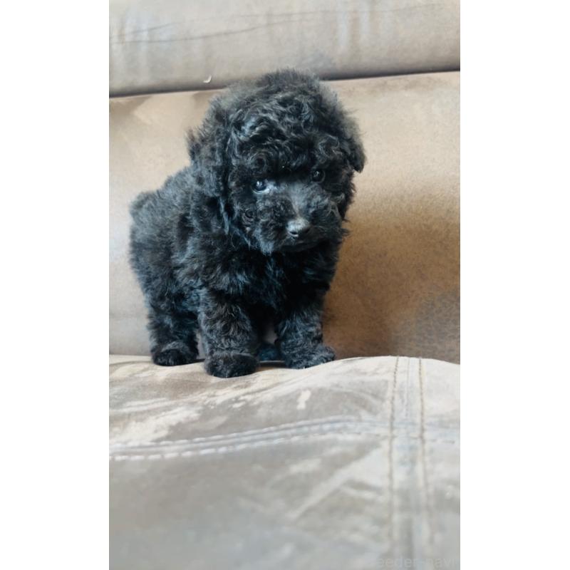 販売中の福岡県のタイニープードル-454984の6枚目