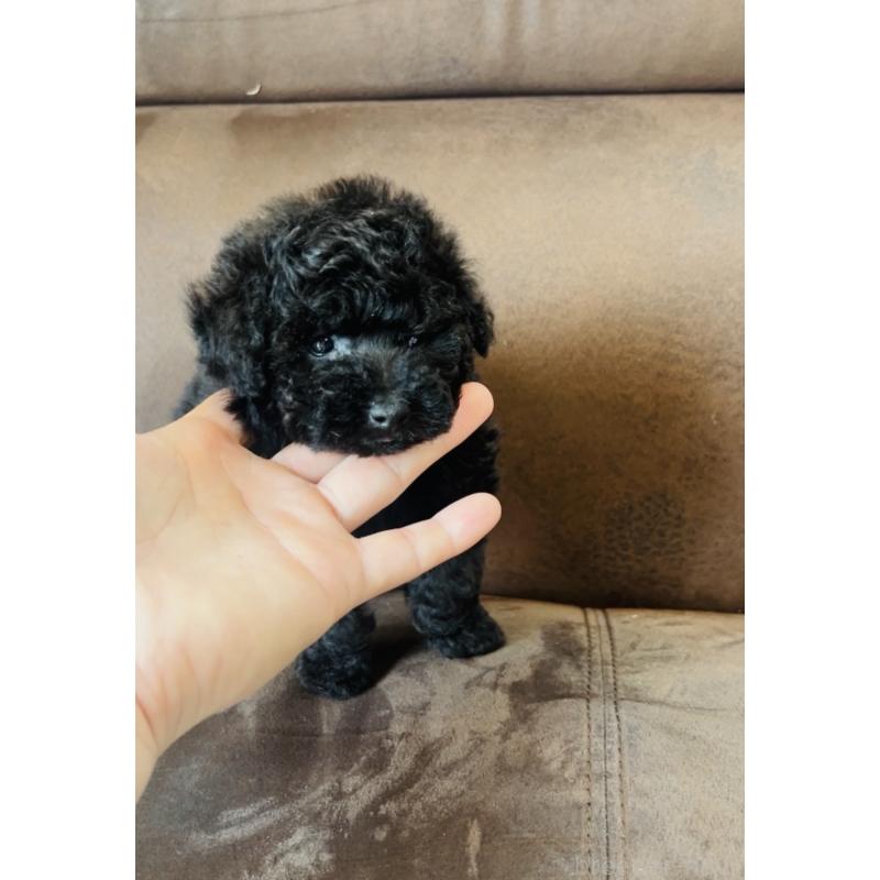 販売中の福岡県のタイニープードル-454984の5枚目