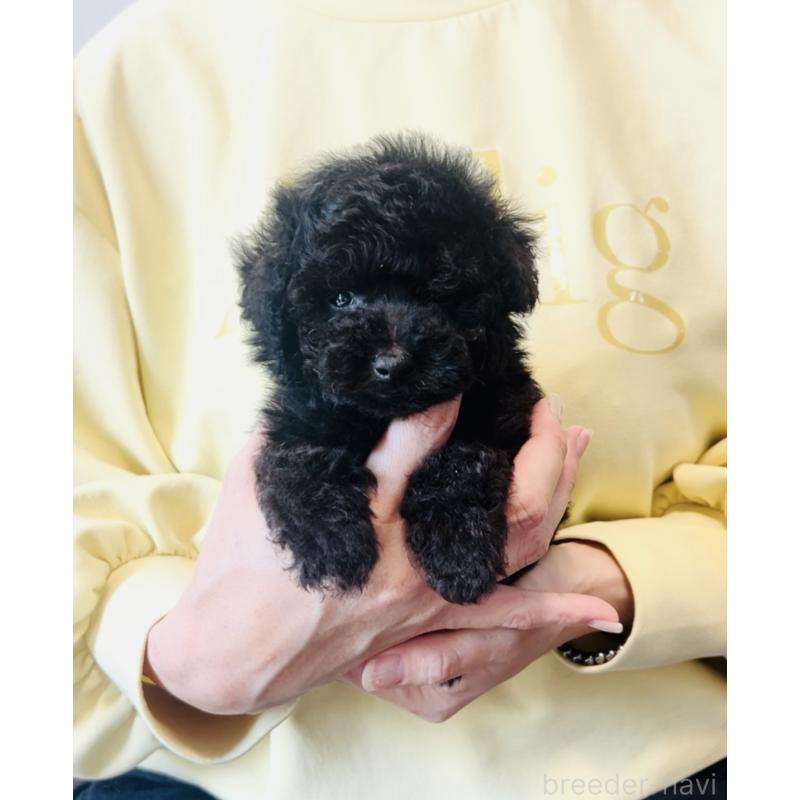 販売中の福岡県のタイニープードル-454984の4枚目