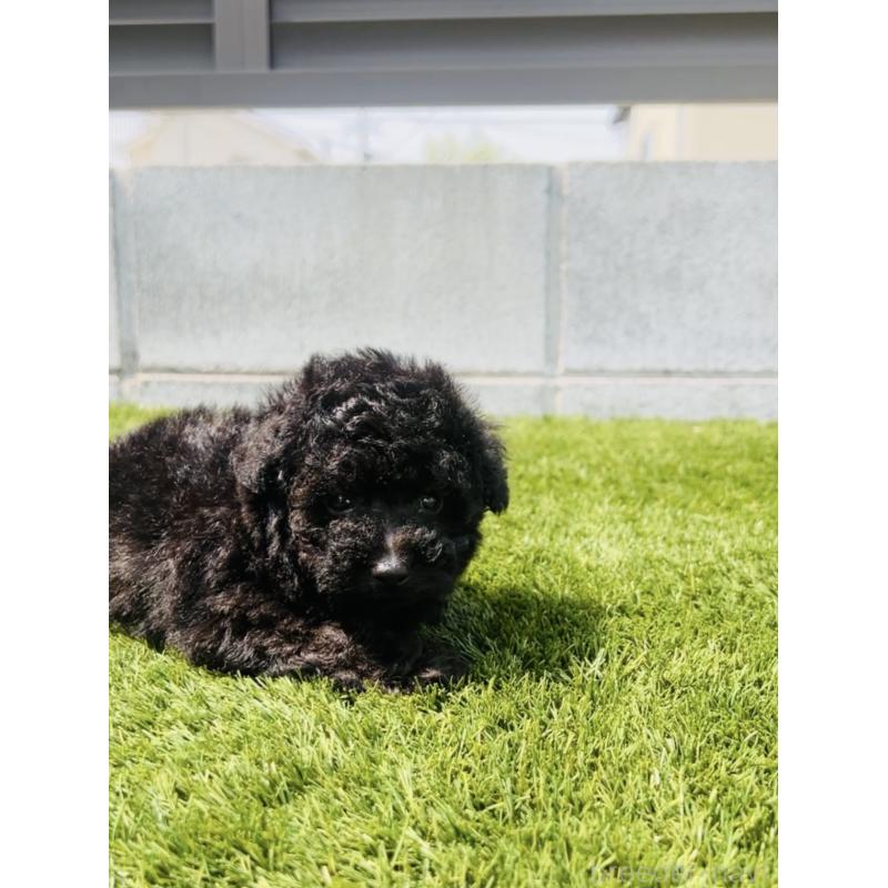 販売中の福岡県のタイニープードル-454984の3枚目