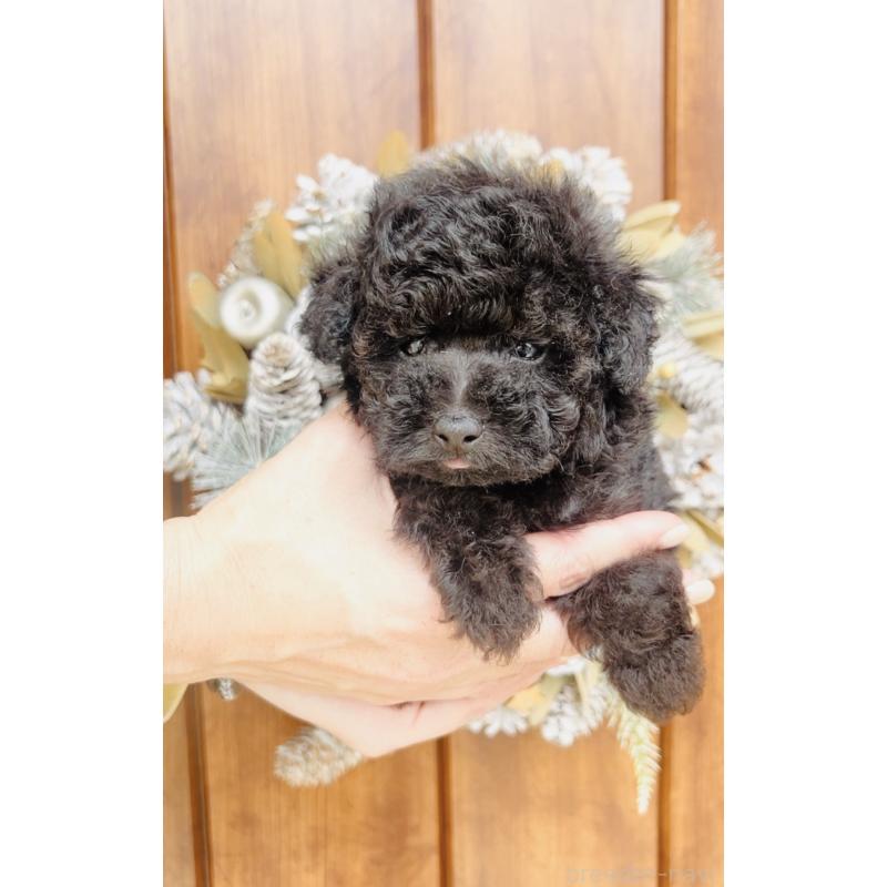 販売中の福岡県のタイニープードル-454984の2枚目