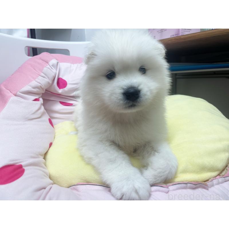 販売中の東京都のサモエド-450330の7枚目