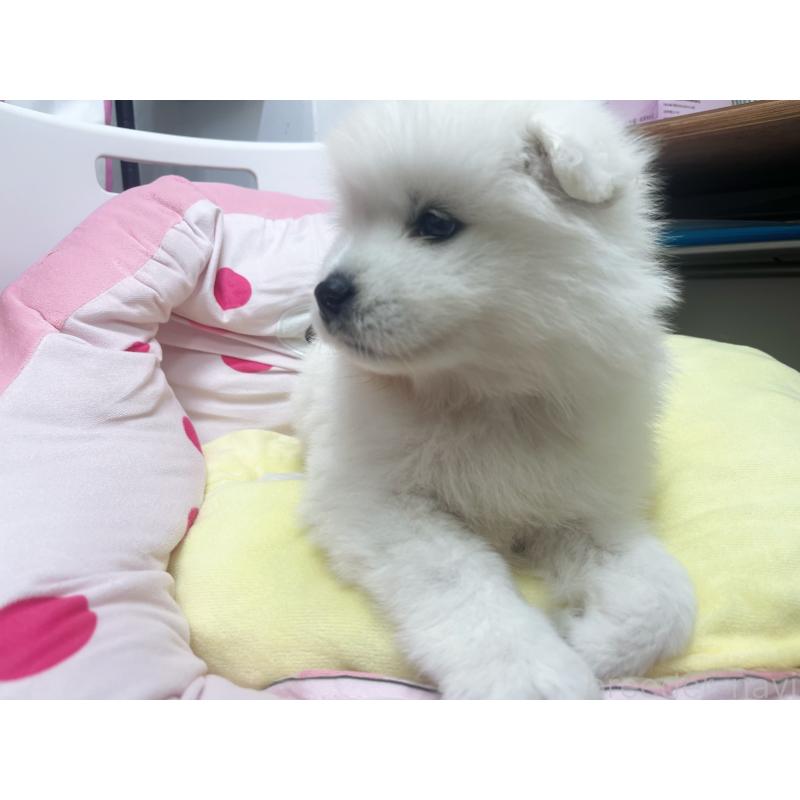 販売中の東京都のサモエド-450330の6枚目