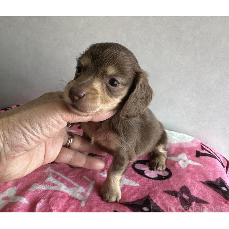 販売中の宮崎県のミニチュアダックスフンド(ロングヘアード)-454981の12枚目