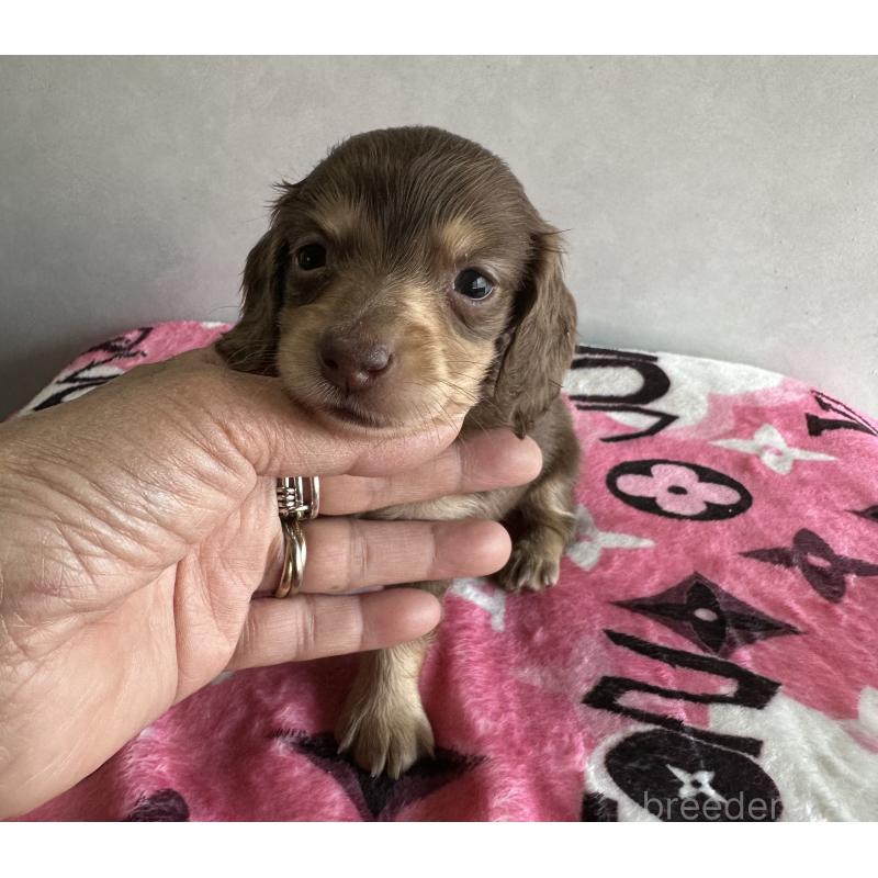 販売中の宮崎県のミニチュアダックスフンド(ロングヘアード)-454981の11枚目