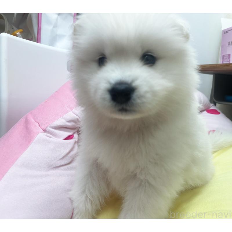 販売中の東京都のサモエド-450330の5枚目