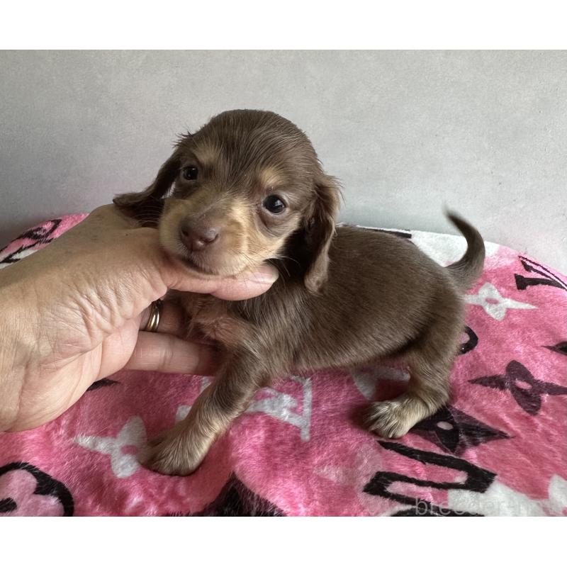 販売中の宮崎県のミニチュアダックスフンド(ロングヘアード)-454981の10枚目