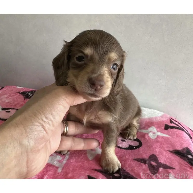 販売中の宮崎県のミニチュアダックスフンド(ロングヘアード)-454981の9枚目