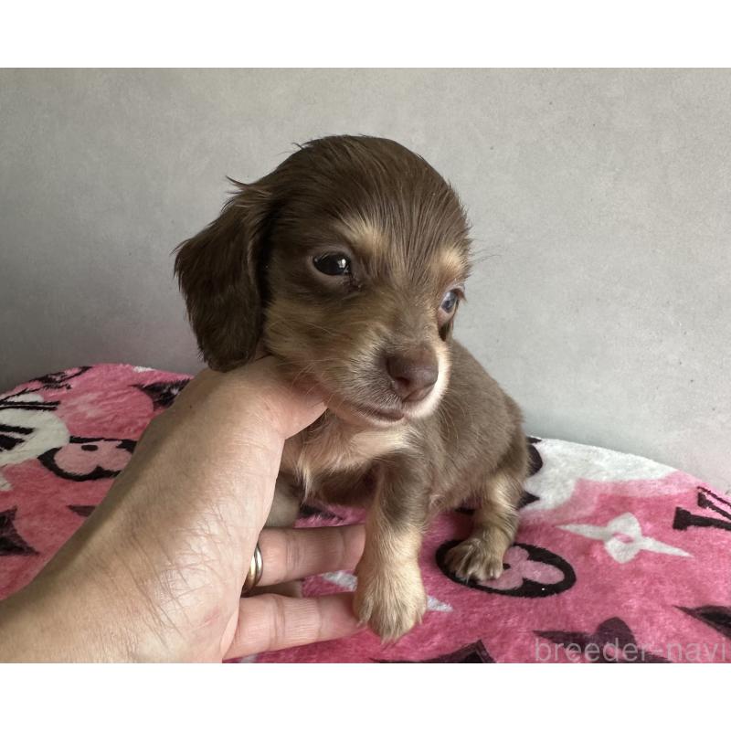 販売中の宮崎県のミニチュアダックスフンド(ロングヘアード)-454981の8枚目