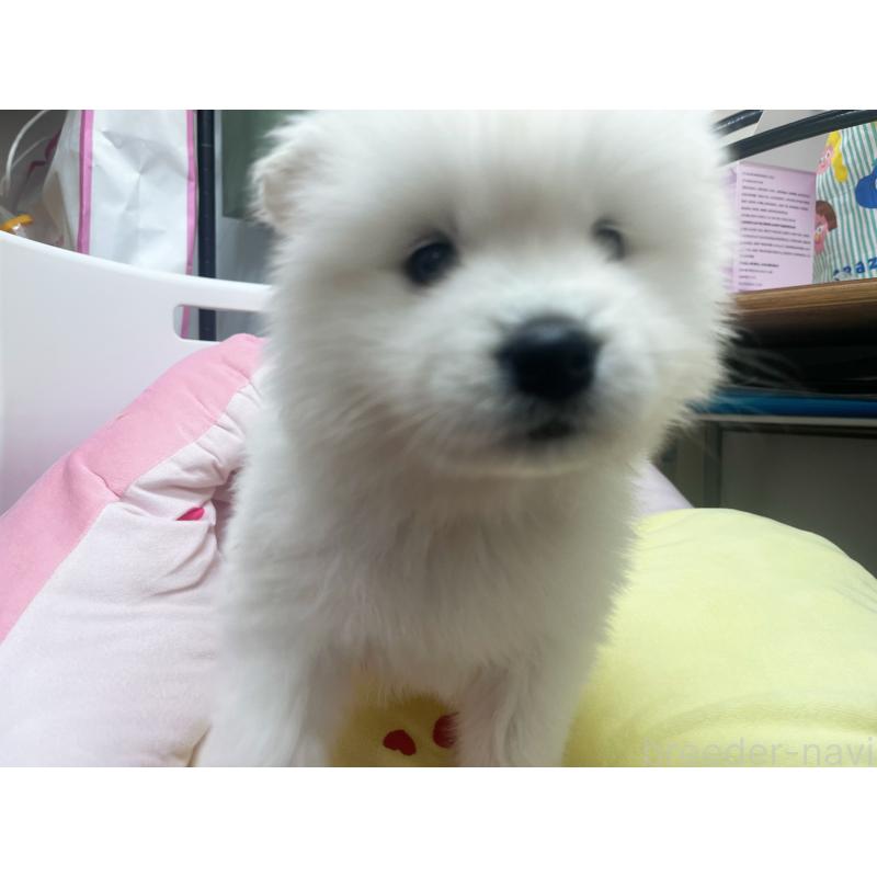 販売中の東京都のサモエド-450330の4枚目