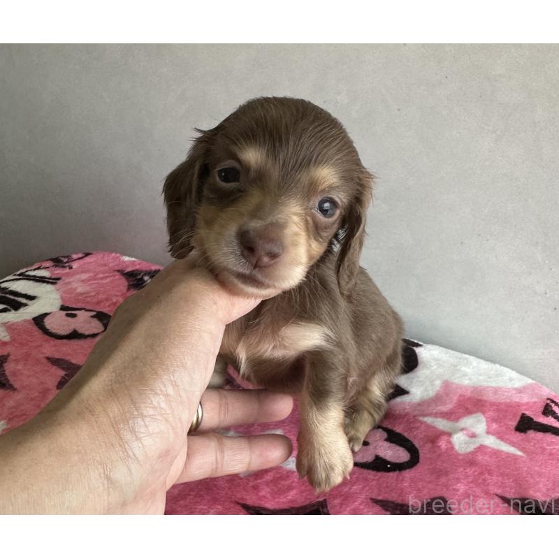 販売中の宮崎県のミニチュアダックスフンド(ロングヘアード)-454981の7枚目