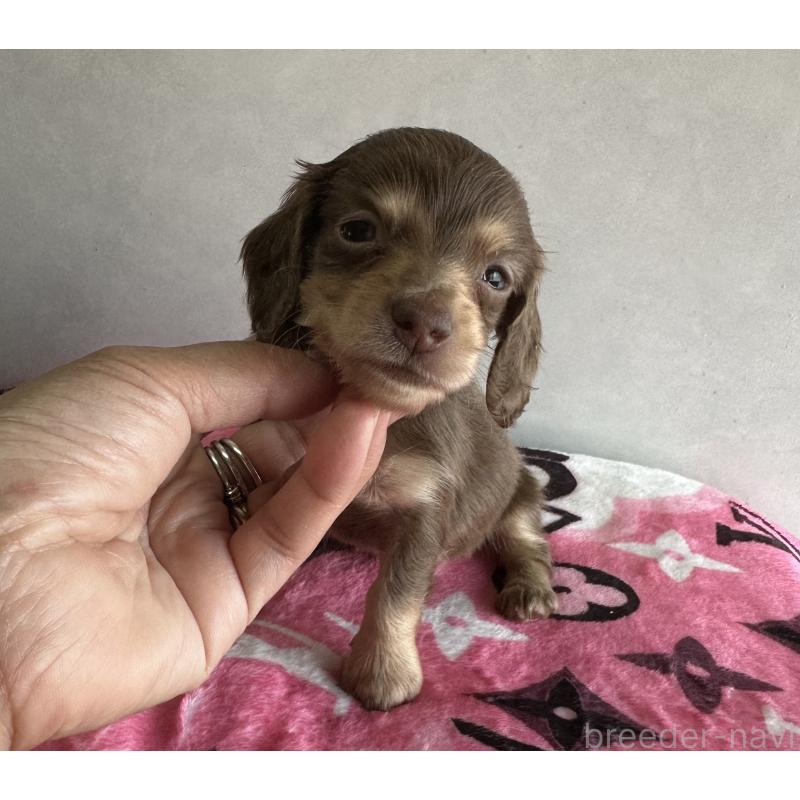 販売中の宮崎県のミニチュアダックスフンド(ロングヘアード)-454981の6枚目