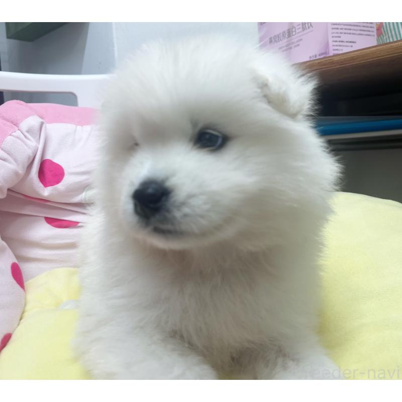 販売中の東京都のサモエド-450330の3枚目