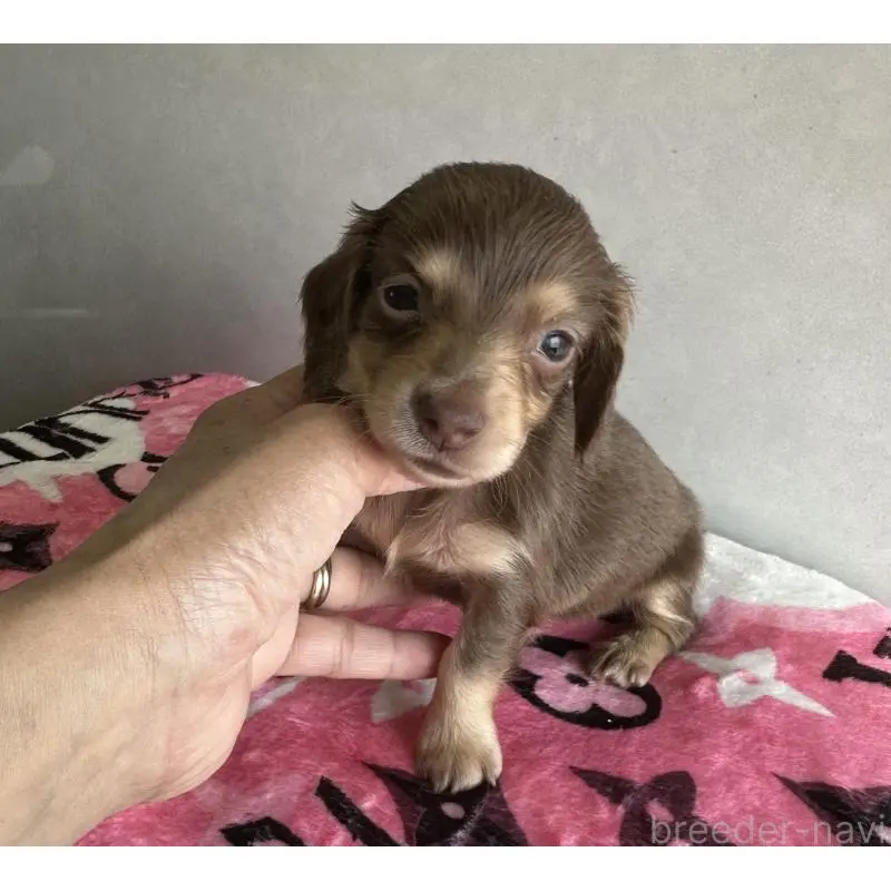 販売中の宮崎県のミニチュアダックスフンド(ロングヘアード)-454981の5枚目