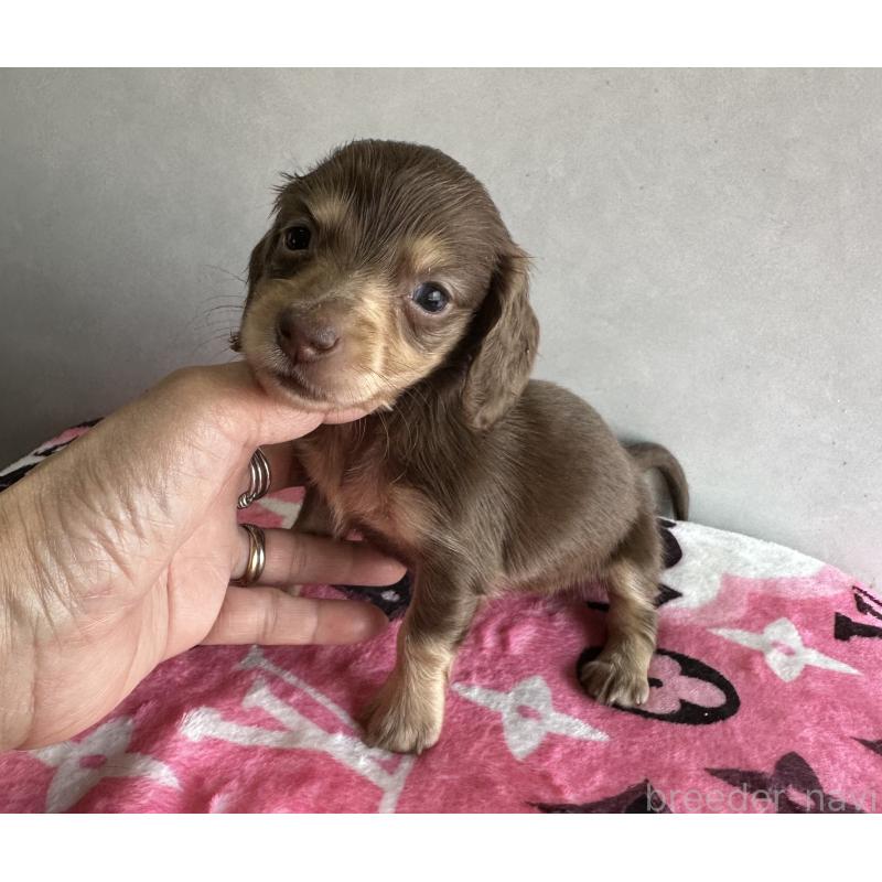 販売中の宮崎県のミニチュアダックスフンド(ロングヘアード)-454981の4枚目