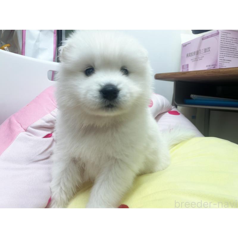 販売中の東京都のサモエド-450330の2枚目