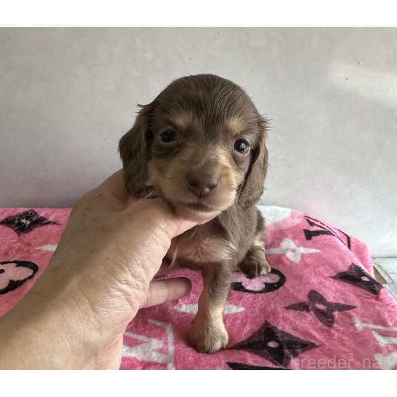 販売中の宮崎県のミニチュアダックスフンド(ロングヘアード)-454981の3枚目