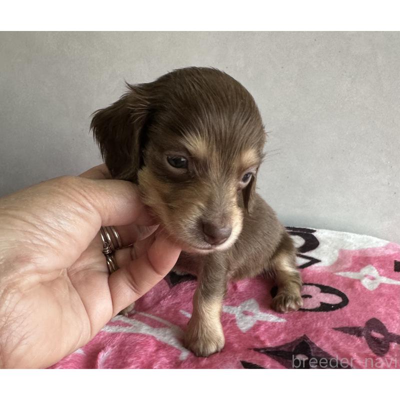 販売中の宮崎県のミニチュアダックスフンド(ロングヘアード)-454981の2枚目