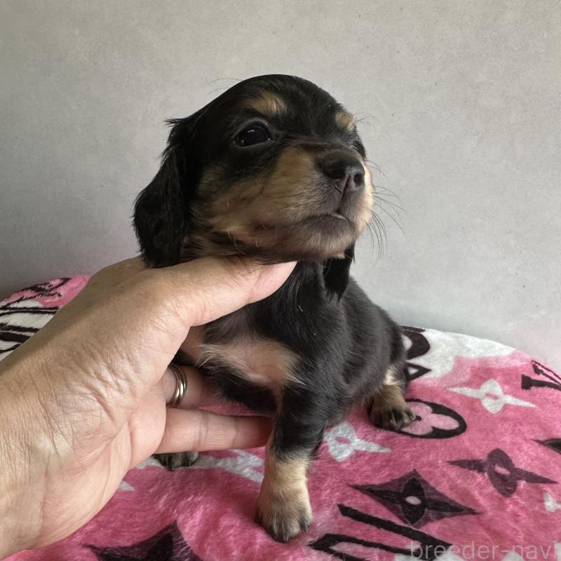 販売中の宮崎県のミニチュアダックスフンド(ロングヘアード)-454982の14枚目