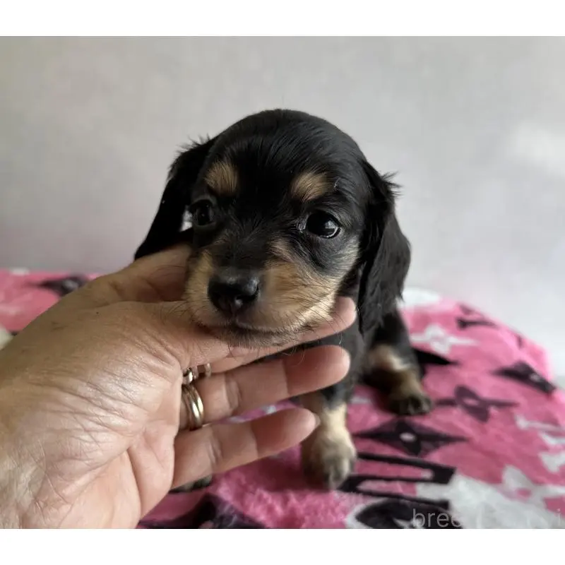 販売中の宮崎県のミニチュアダックスフンド(ロングヘアード)-454982の13枚目