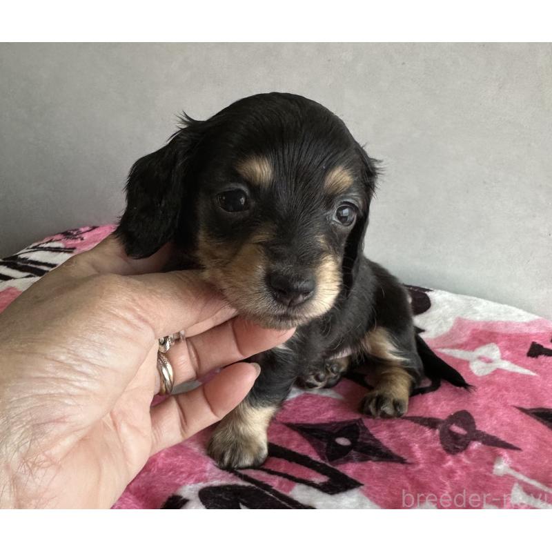 販売中の宮崎県のミニチュアダックスフンド(ロングヘアード)-454982の12枚目