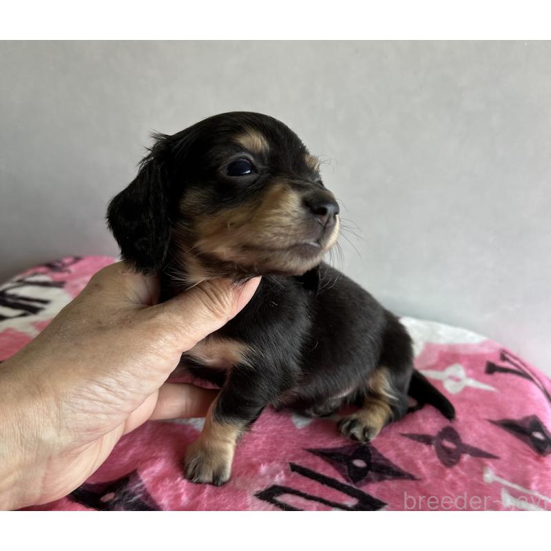 販売中の宮崎県のミニチュアダックスフンド(ロングヘアード)-454982の11枚目