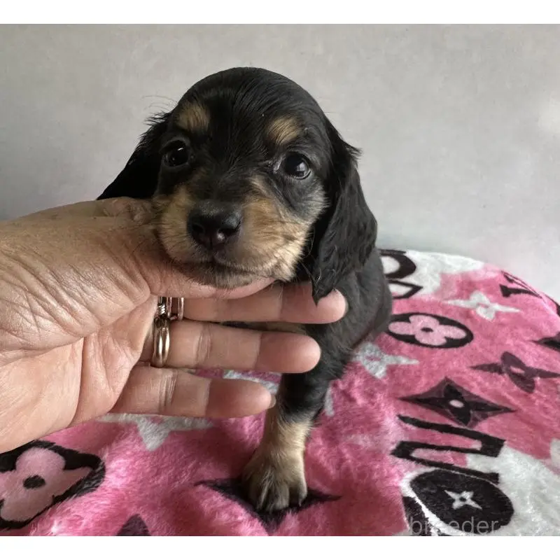 販売中の宮崎県のミニチュアダックスフンド(ロングヘアード)-454982の10枚目