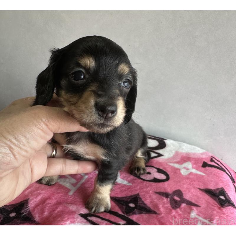 販売中の宮崎県のミニチュアダックスフンド(ロングヘアード)-454982の9枚目