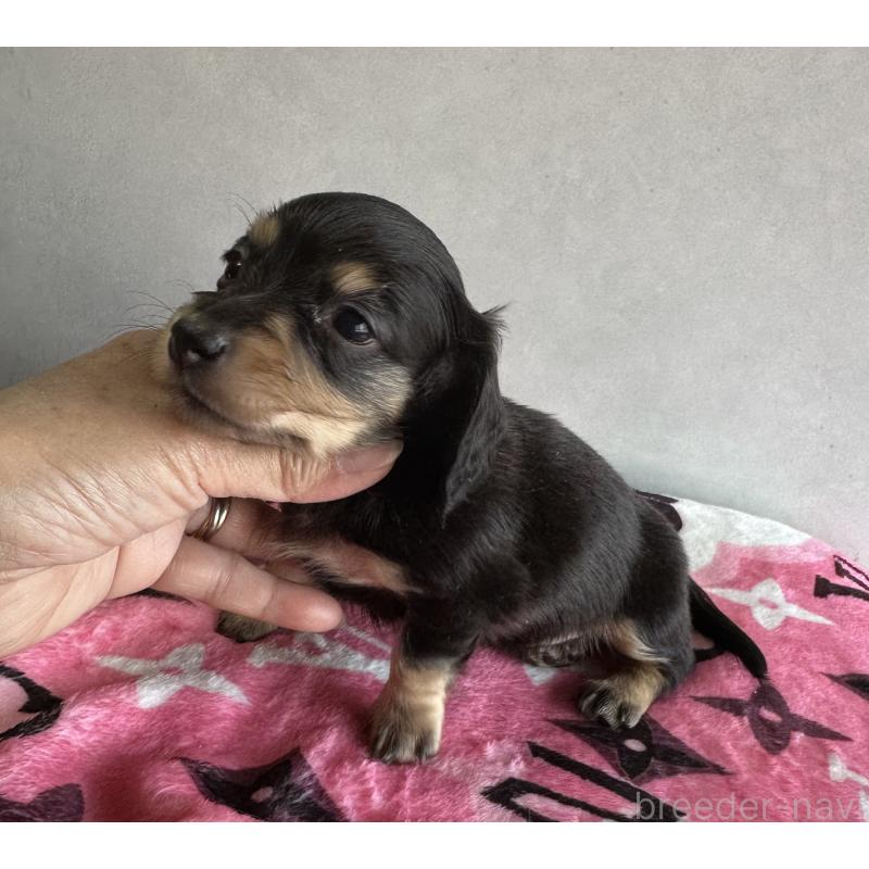 販売中の宮崎県のミニチュアダックスフンド(ロングヘアード)-454982の8枚目