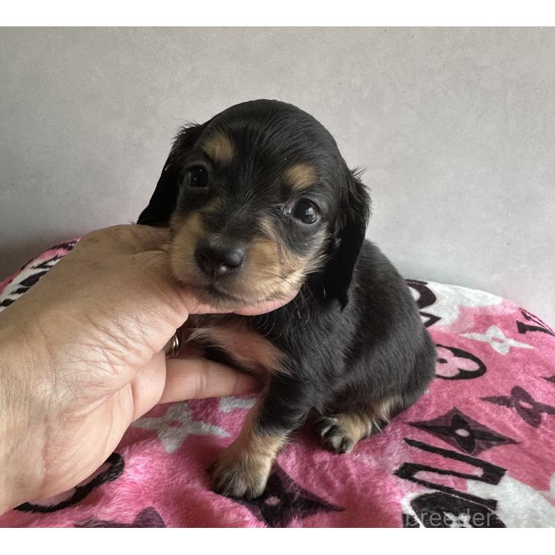 販売中の宮崎県のミニチュアダックスフンド(ロングヘアード)-454982の7枚目