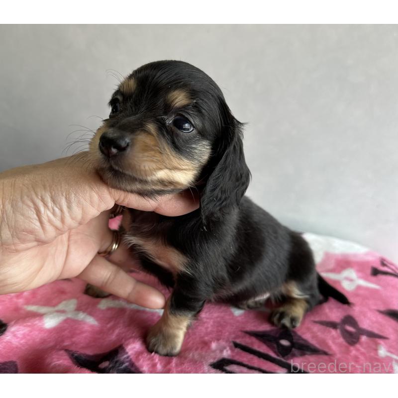 販売中の宮崎県のミニチュアダックスフンド(ロングヘアード)-454982の6枚目